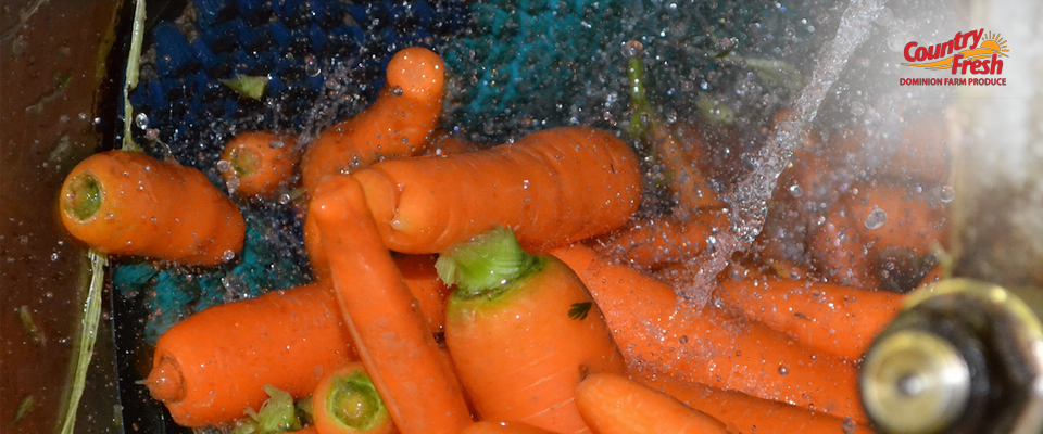 Washing Country Fresh Brand Carrots